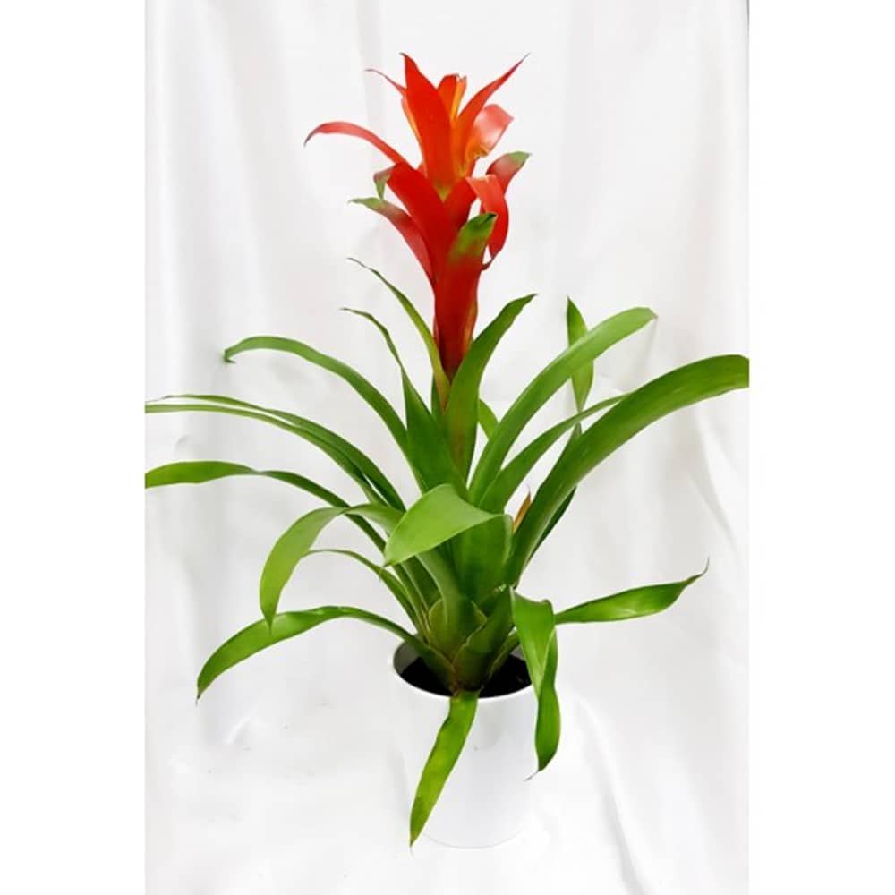 Guzmania - Live Plant with pot from Alia Flowers