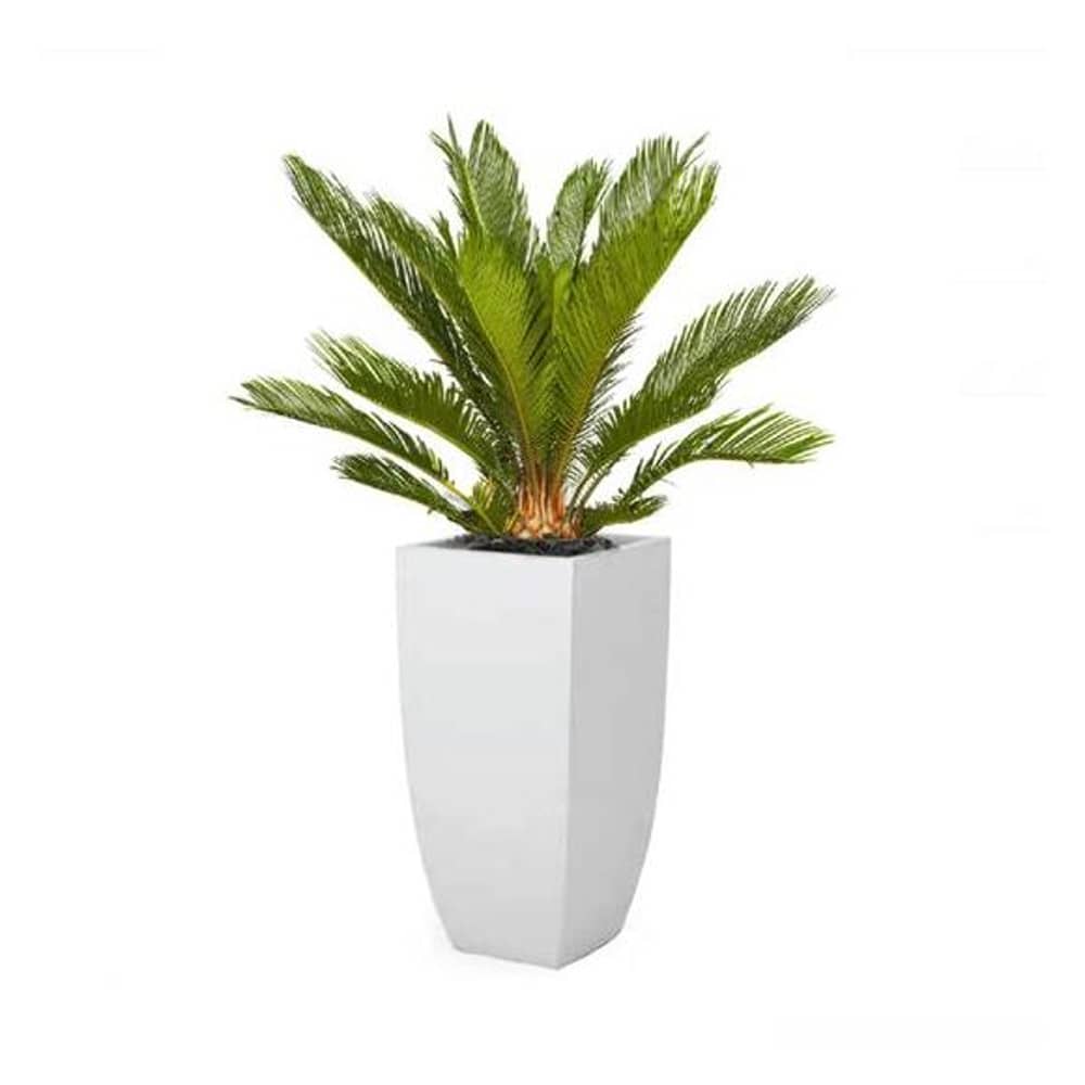 Al Qasr Cycus Revoulta ES32