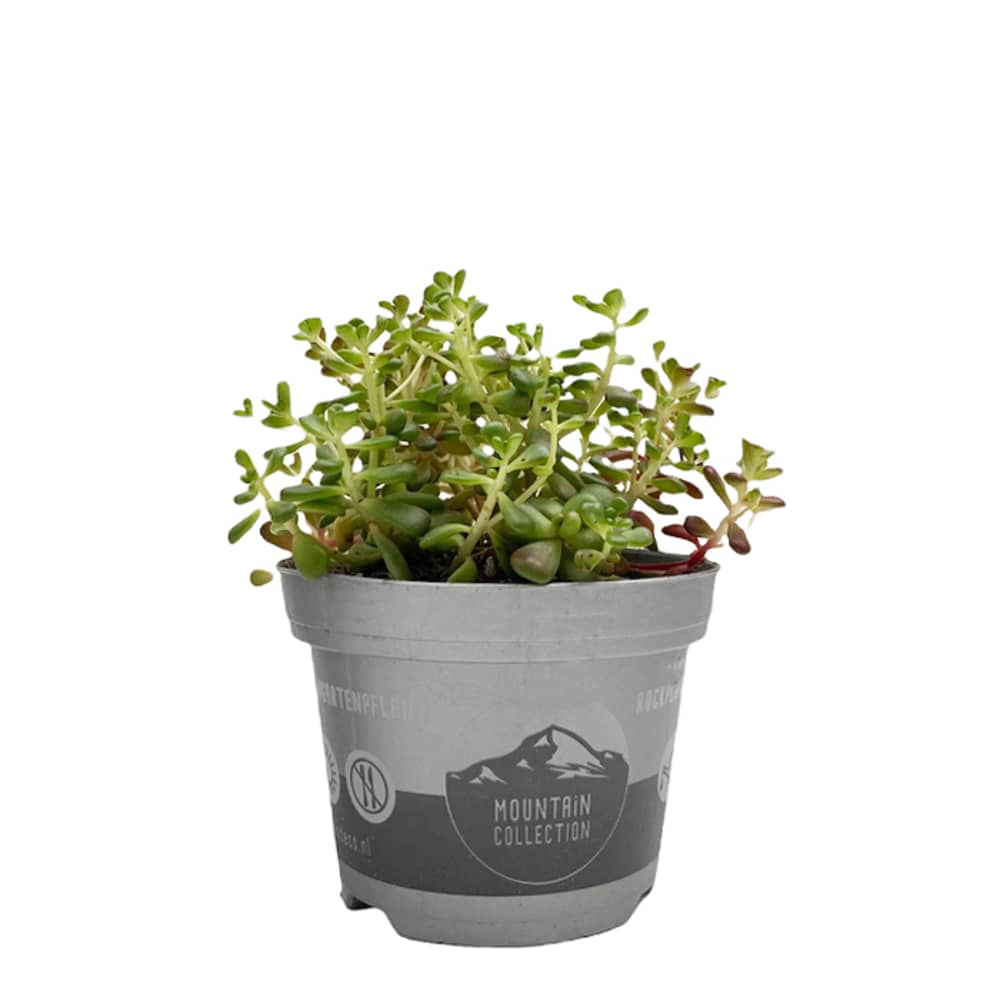 Brook Floras Sempervivum Fresh Live Plant Brook Floras Sempervivum Fresh Live Plant