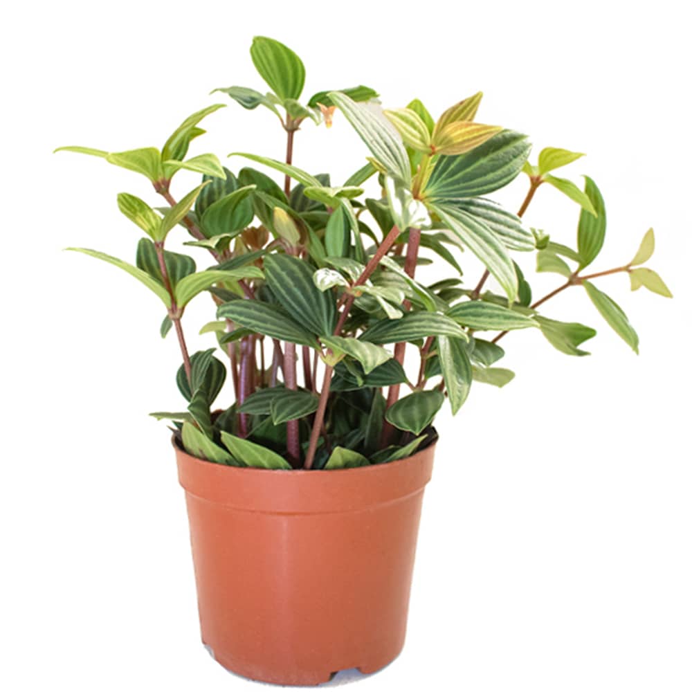 Brook Floras Peperomia Angulata Fresh Live Plant