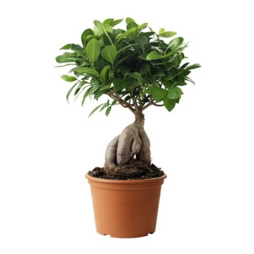Alqasr VP109 Ficus Microcarpa Type2 Alqasr VP109 Ficus Microcarpa Type2