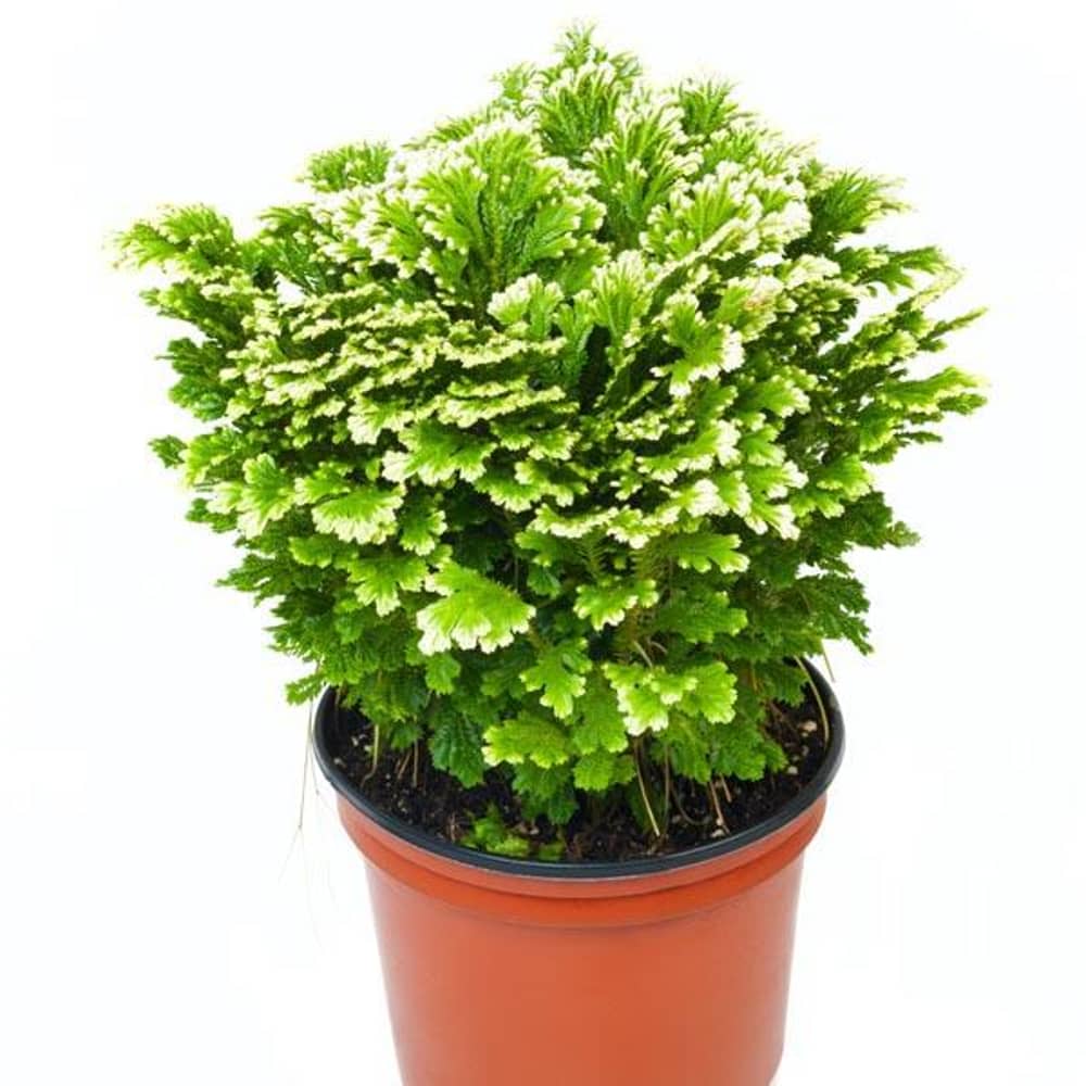 Brook Floras Selaginella Apoda - Fresh Live Indoor Plant