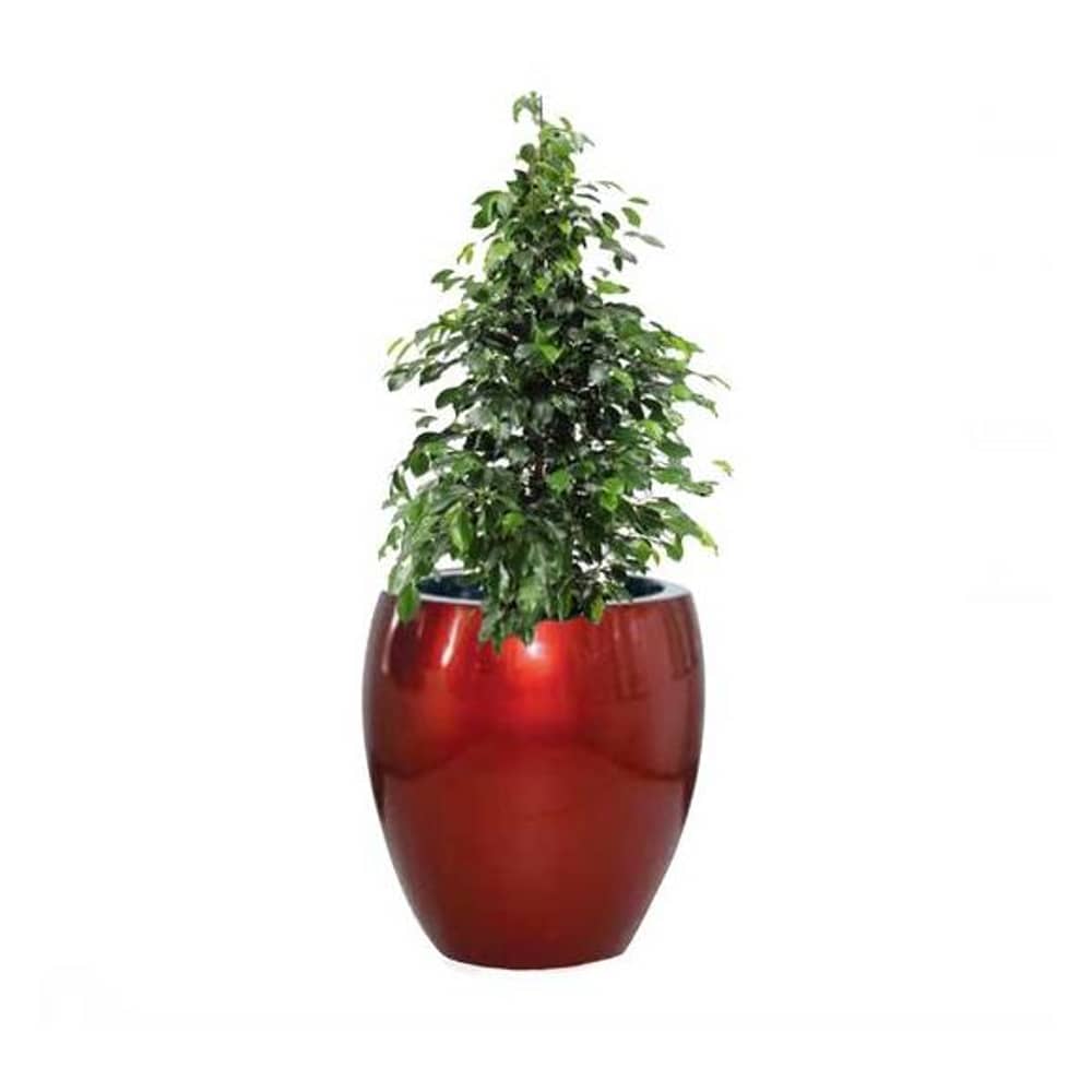 Alqasr CR51 Ellipse Lip- Ficus Danielle