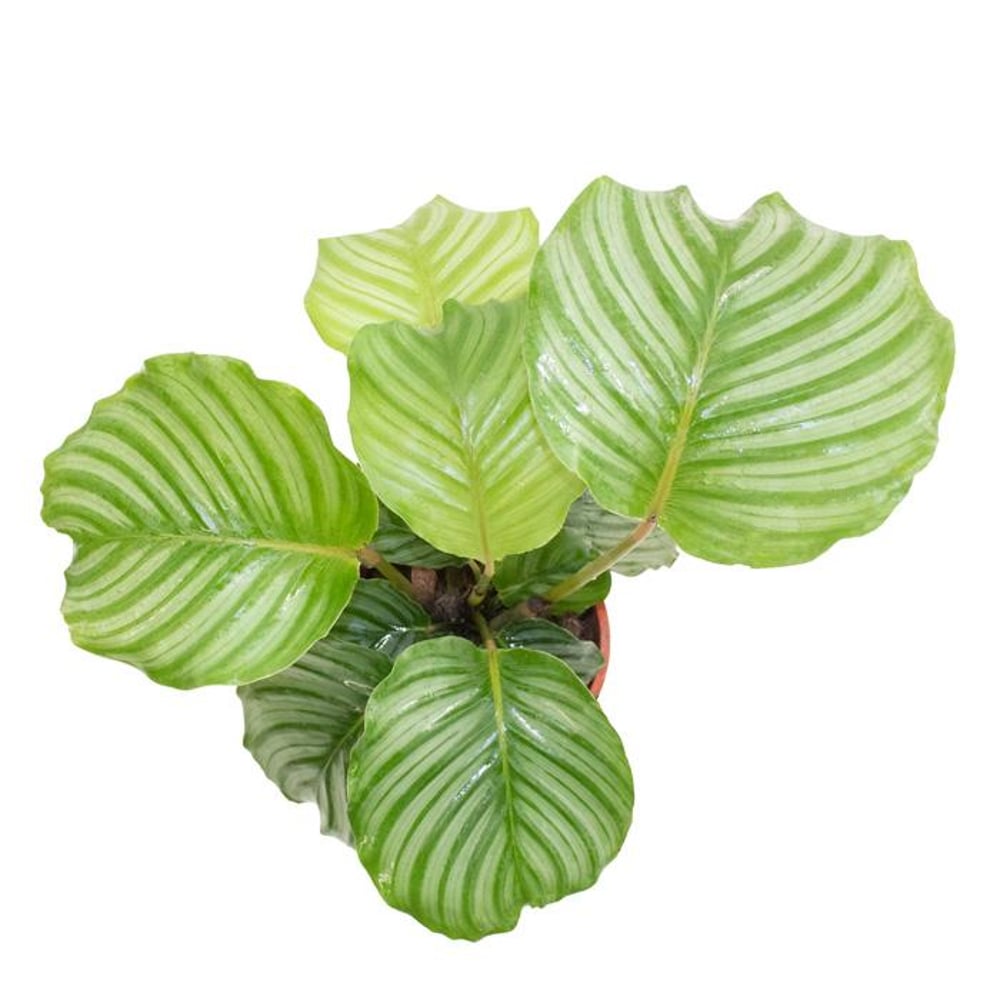 Brook Floras Calathea Orbifolia - Fresh Live Indoor Plant Brook Floras Calathea Orbifolia - Fresh Live Indoor Plant