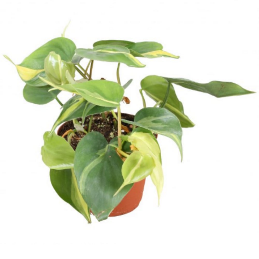 Brook Floras Philodendron Brasil - Fresh Live Indoor Plant Brook Floras Philodendron Brasil - Fresh Live Indoor Plant