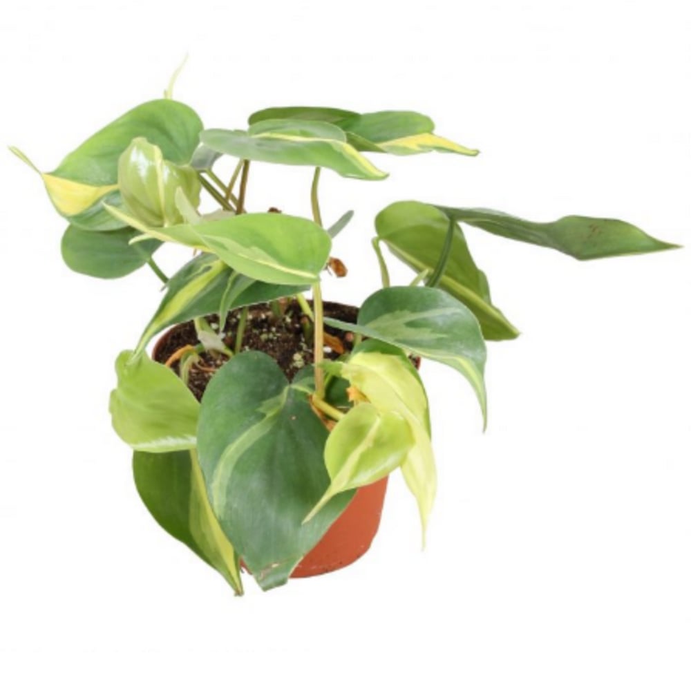 Brook Floras Philodendron Brasil - Fresh Live Indoor Plant