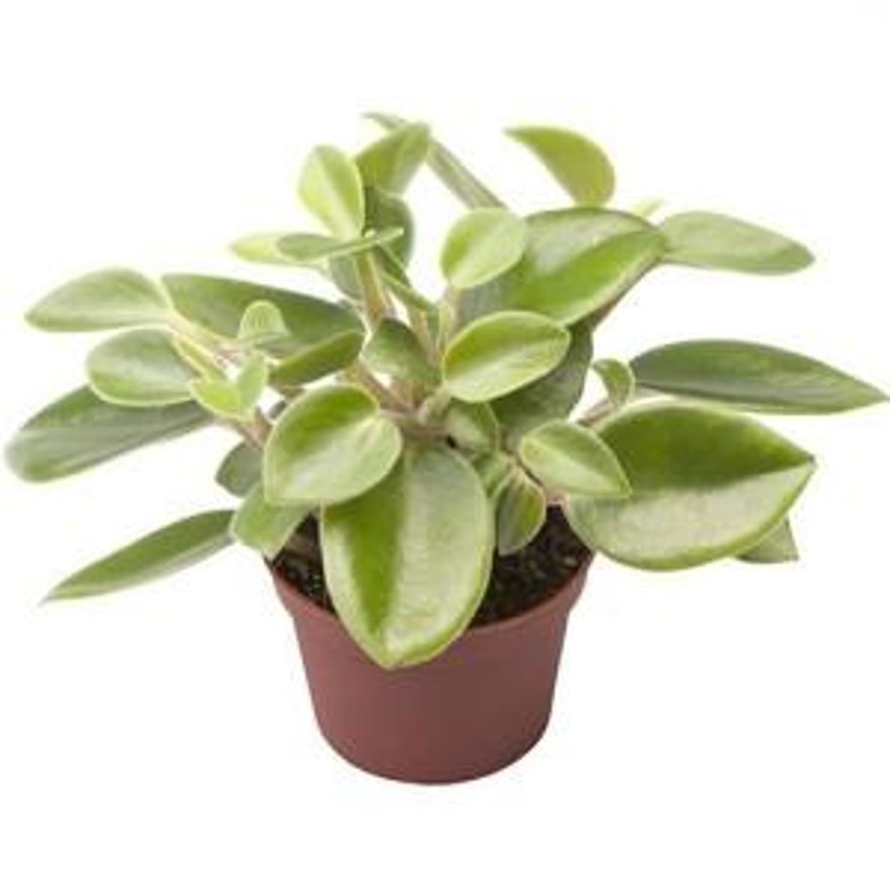 Brook Floras Peperomia Pixie Arenal - Fresh Live Indoor Plant
