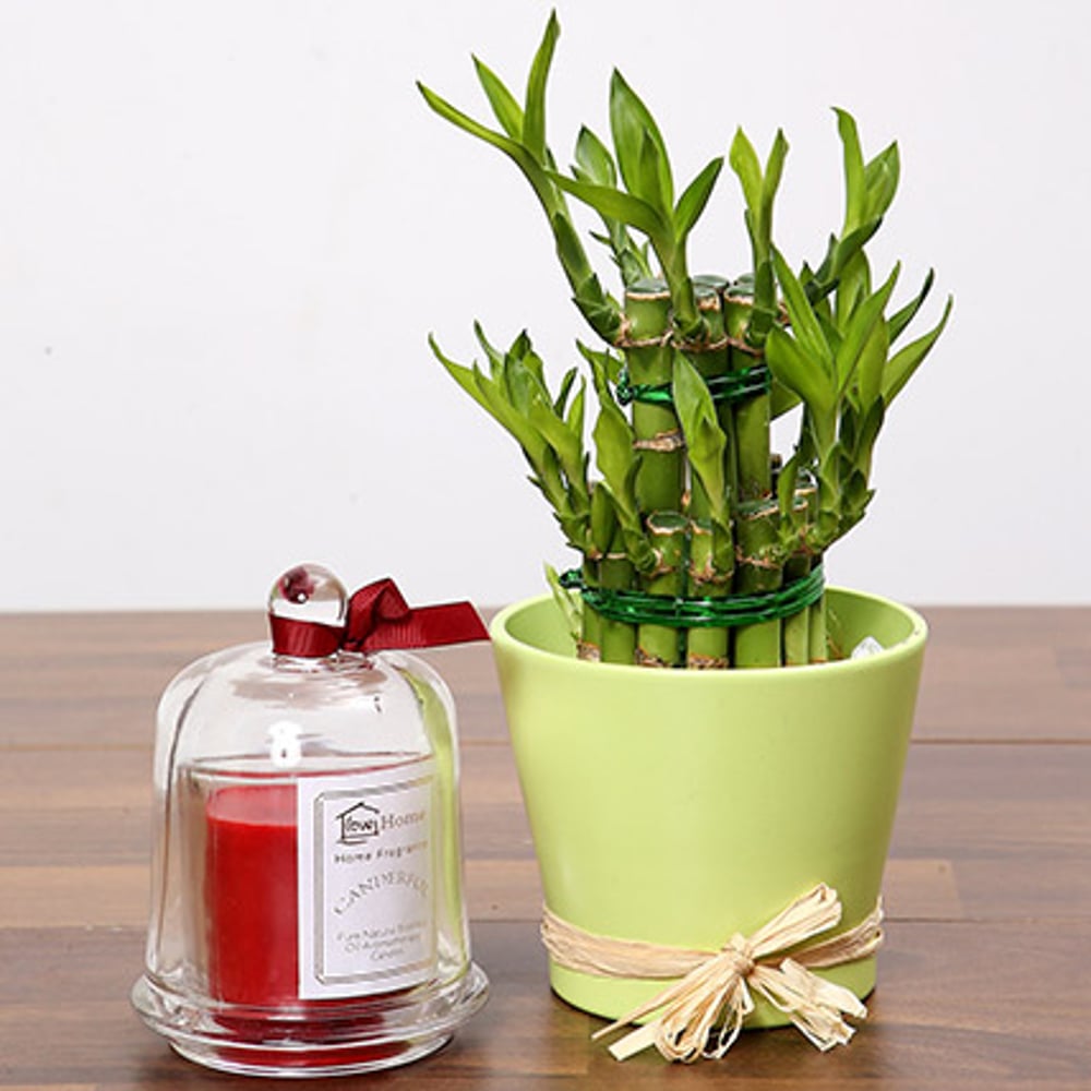 2 Layer Lucky Bamboo & Aroma Candle