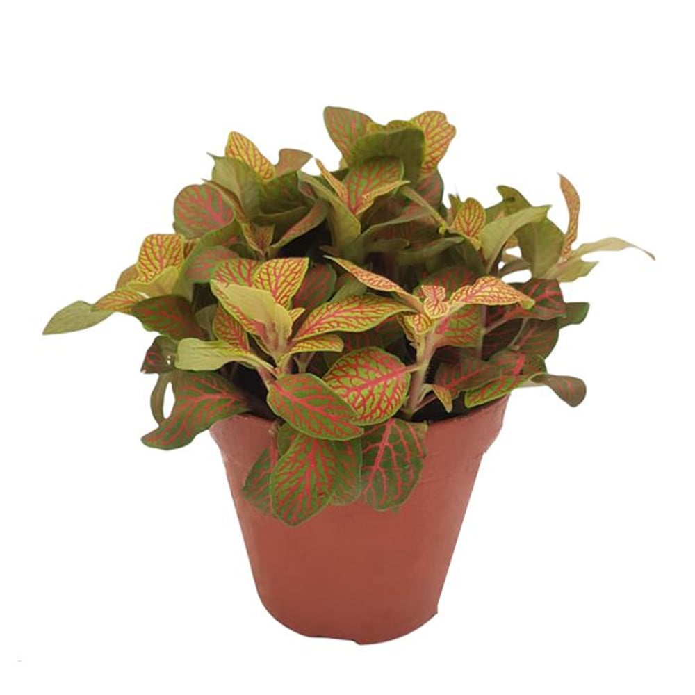 Brook Floras Fittonia Mosaic Skeleton Fresh Live Plant Brook Floras Fittonia Mosaic Skeleton Fresh Live Plant