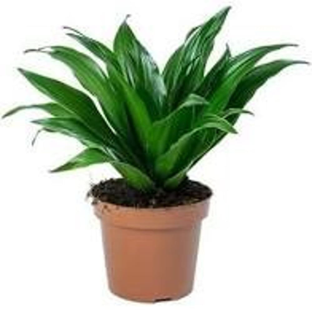 Brook Floras Dracaena head mini - Fresh Live Indoor Plant