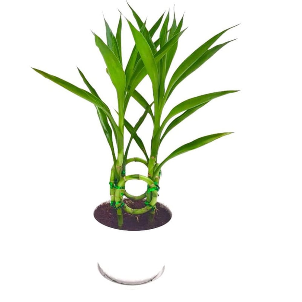 Brook Floras Spiral Lucky Bamboo Fresh Live Plant