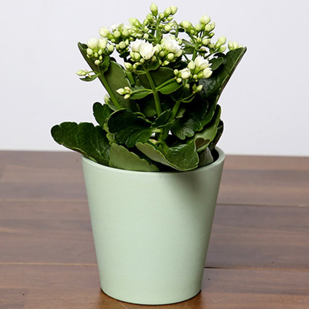 White Kalanchoe Plant In Green Pot
