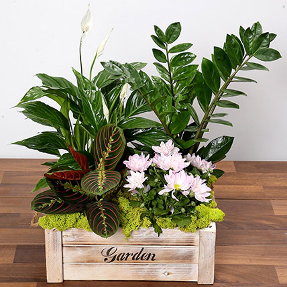 Beautiful Green Garden Box