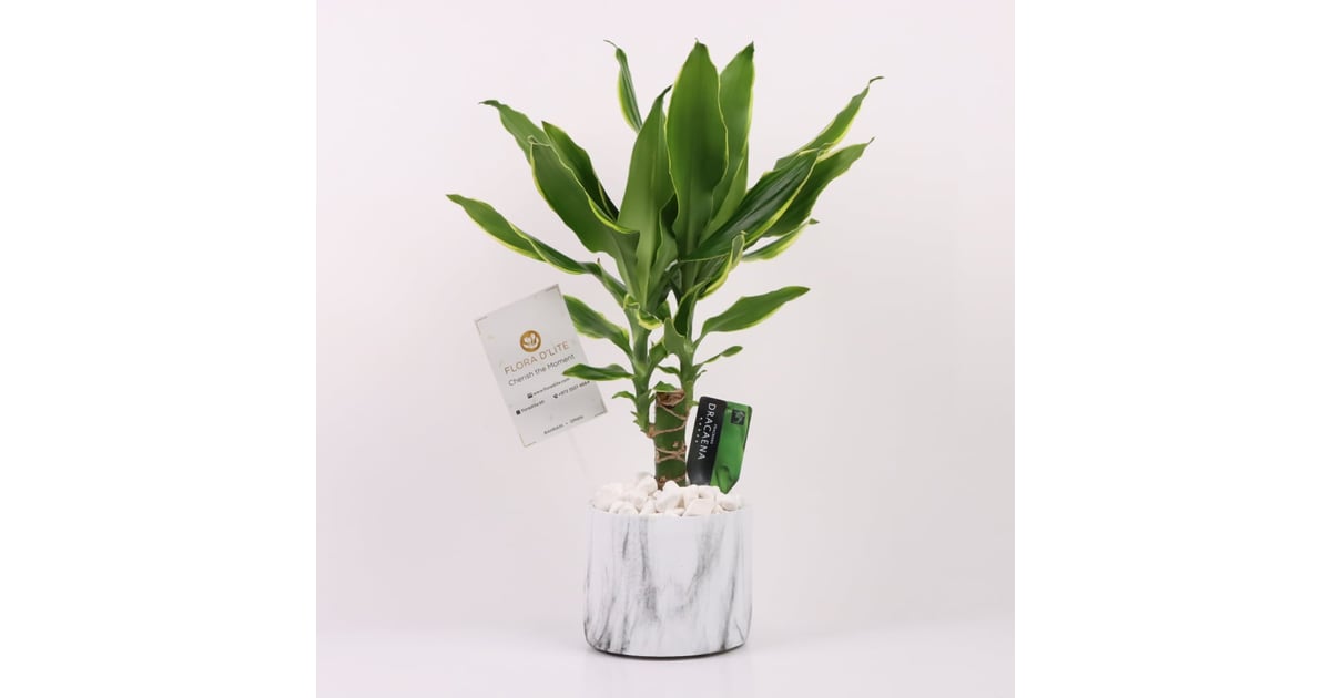 Dracaena Fragrans Live Plant In A Marble Design Pot By Flora D’lite