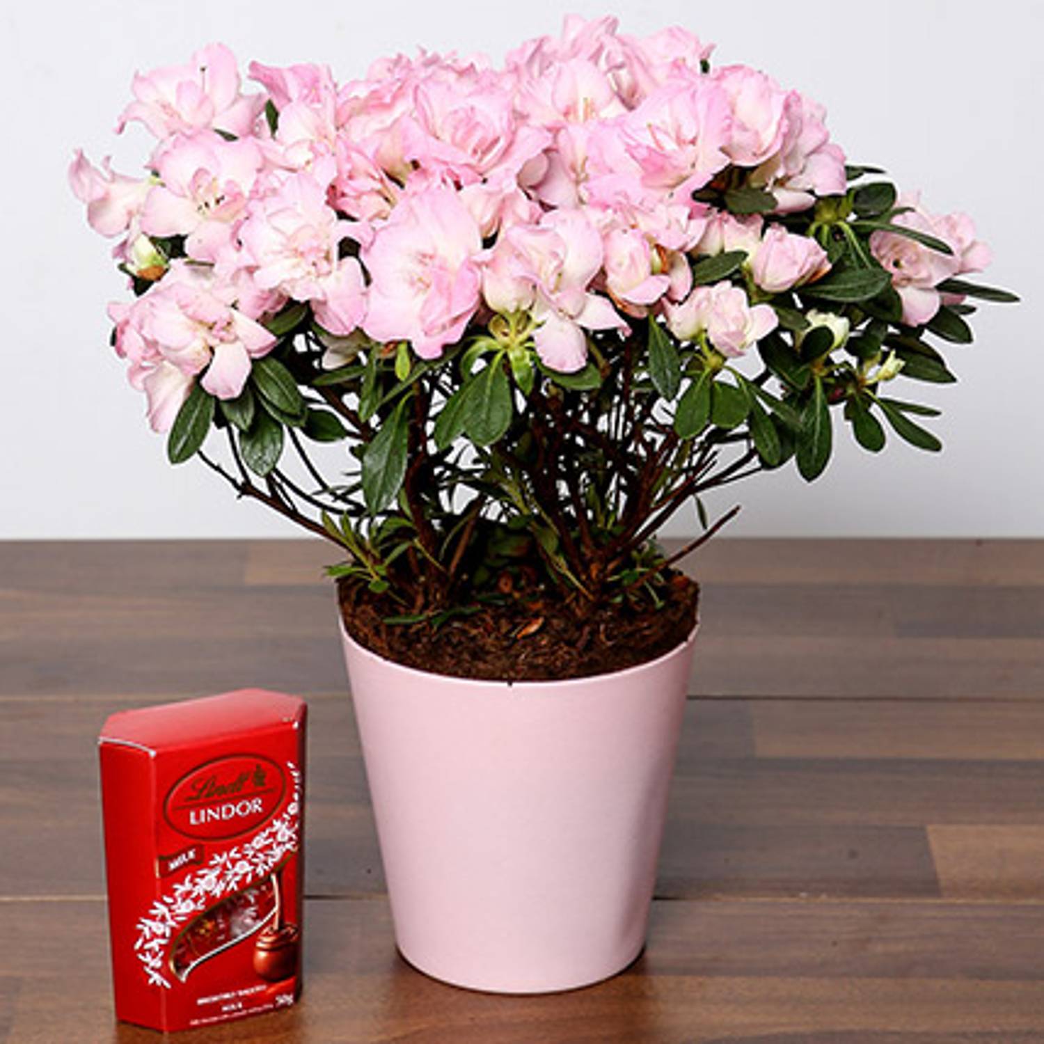 Beautiful Pink Azalea Plant & Lindt Truffles Beautiful Pink Azalea Plant & Lindt Truffles