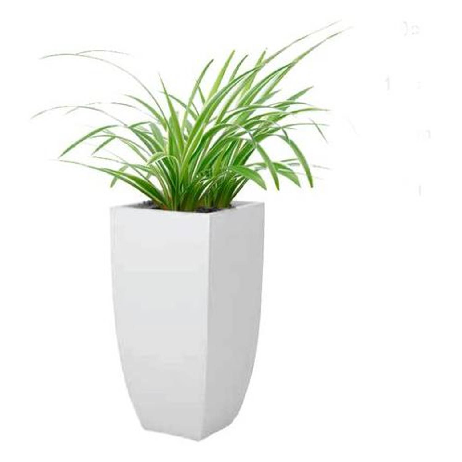 Al Qasr Cholorophytum ES31 Al Qasr Cholorophytum ES31