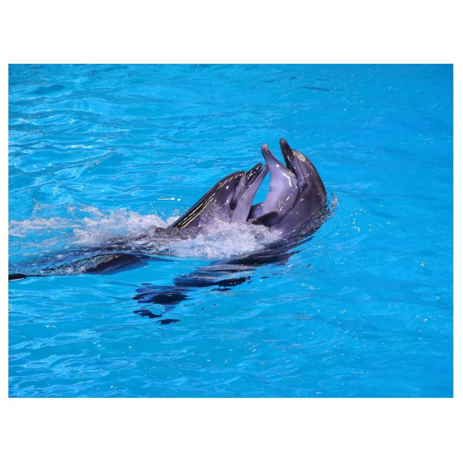 Dubai Municipality Public Parks Package Dubai Municipality Public Parks Package