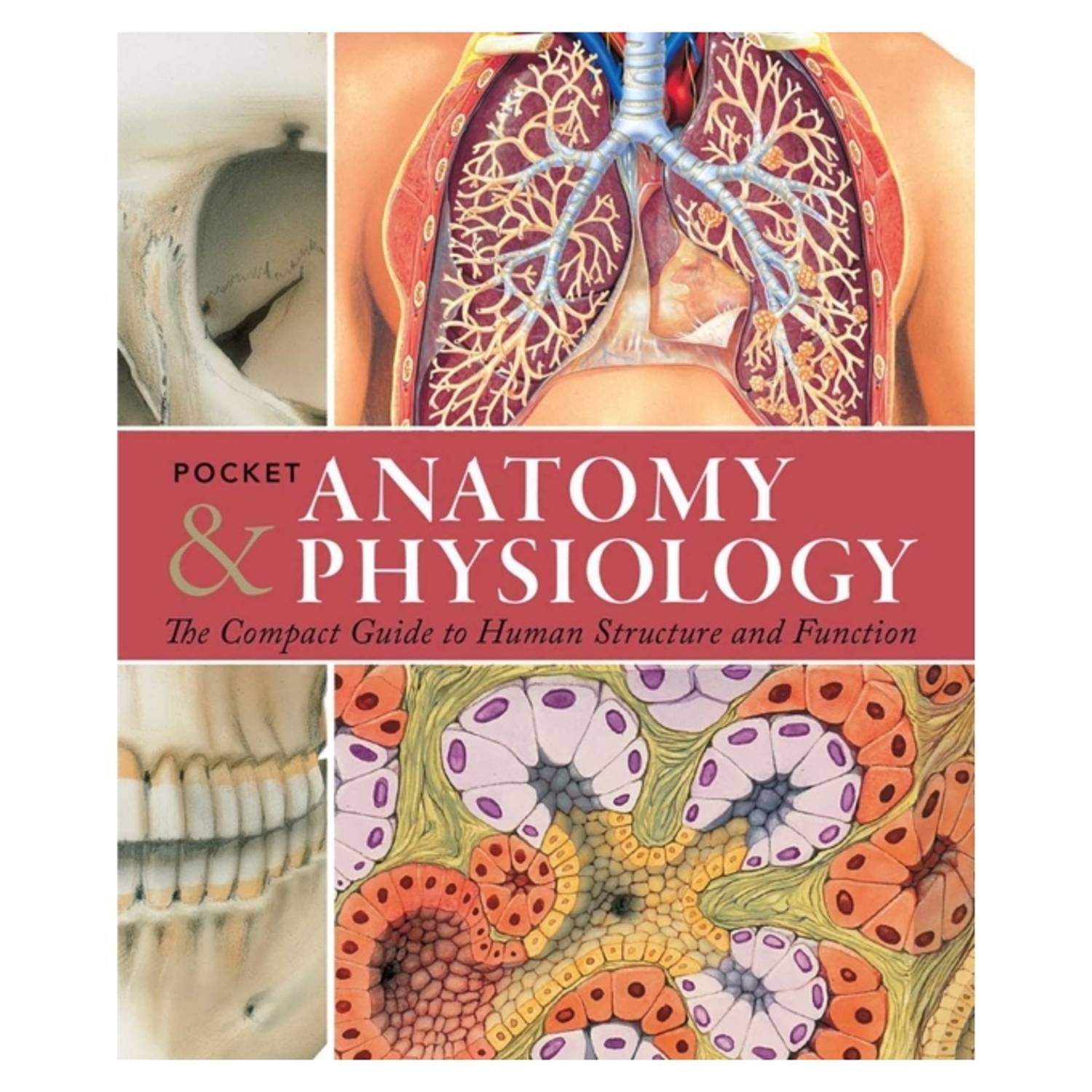 Pocket Anatomy & Physiology: The Compact Guide to the Human Body and How It Works Pocket Anatomy & Physiology: The Compact Guide to the Human Body and How It Works