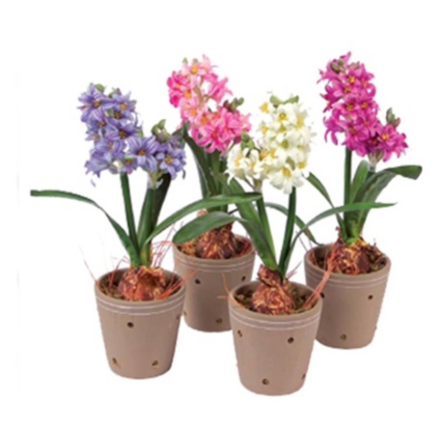 Alqasr VP63 Angacilica Alqasr VP63 Angacilica