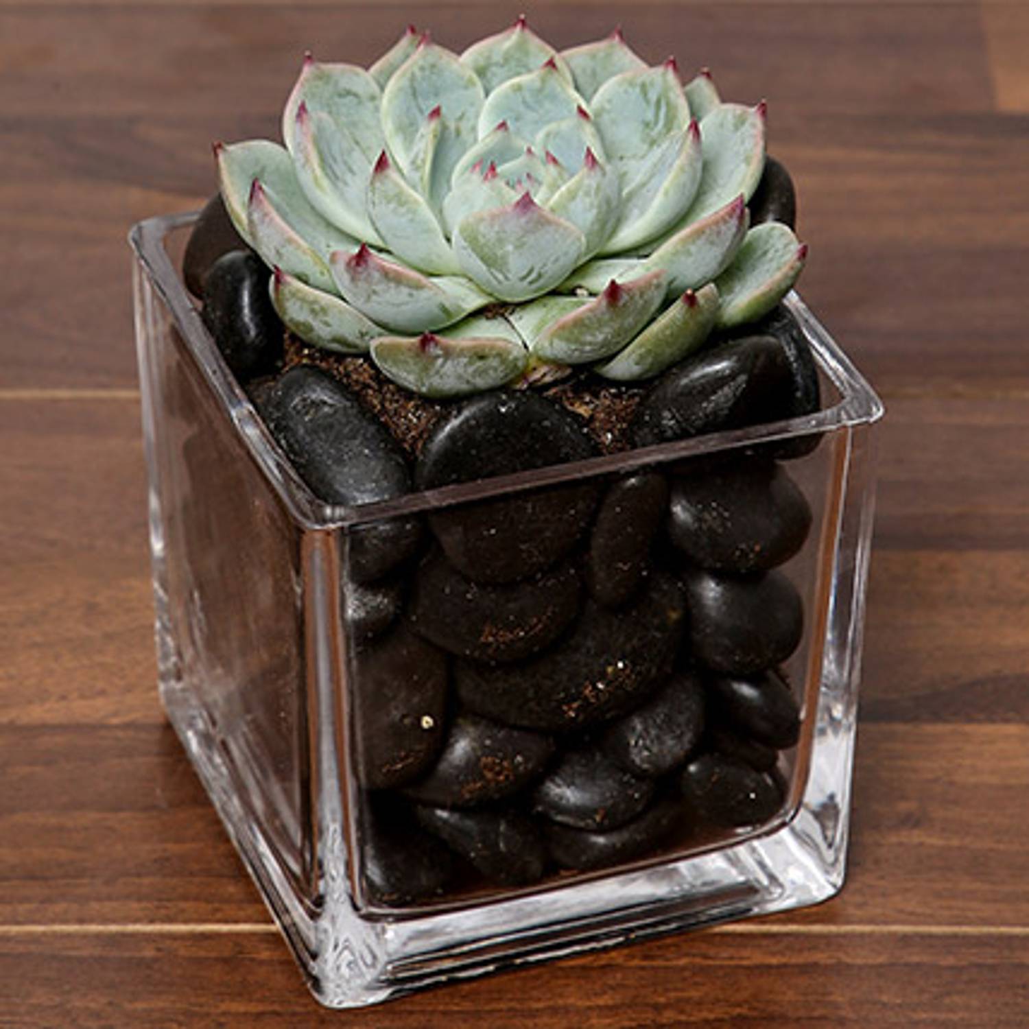 Green Echeveria Plant In Square Vase Green Echeveria Plant In Square Vase