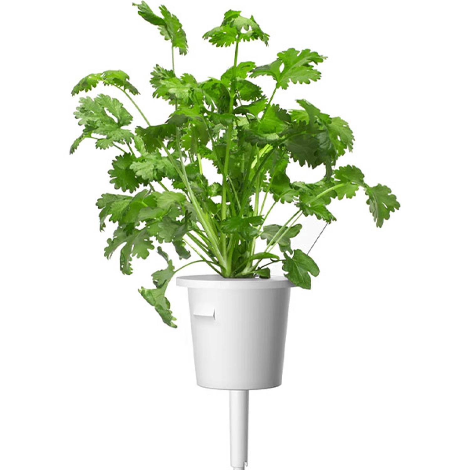 Click and Grow Coriander Plant Pods Click and Grow Coriander Plant Pods