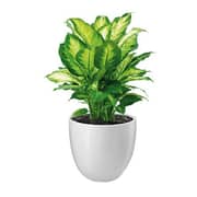 Al Qasr Diffenbachia Camilla CSF16