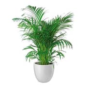 Al Qasr Areca Palm CSF14