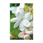 Molinard Cuir Eau de Parfum 75ml For Men