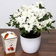 Beautiful White Azalea Plant & Godiva Truffles