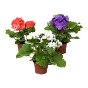 Alqasr VP71 Petunias