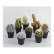 Alqasr VP84 Mix- Cactus