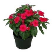 Alqasr VP72 Sadabhar/Vinca Rosy