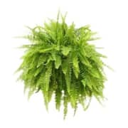 Alqasr VP96 Bostom Fern