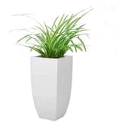 Al Qasr Cholorophytum ES31 Al Qasr Cholorophytum ES31