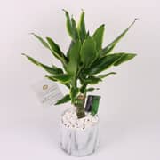 Dracaena Fragrans - Live Plant In A Marble Design Pot By Flora D'lite Dracaena Fragrans - Live Plant In A Marble Design Pot By Flora D'lite