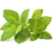 Click and Grow Lemon Balm 3 Pack