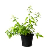 Brook Floras Night Queen - Fresh Live Indoor Plant