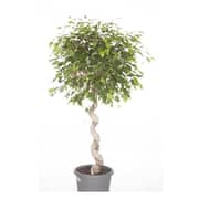 Ficus Benj Exotica Spiral Plant H150cm