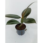 Ficus Eleastica Melany - Small - Fresh Indoor Plants - 508cm Pot