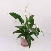 Spathiphyllum Plant - Peace Lily Plant In A Ceramic Pot By Flora D'lite