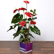 Red Anthurium Plant For Birthday
