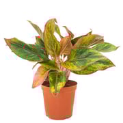 Brook Floras Aglaonema Pink Siam - Live/Fresh Indoor Plants Brook Floras Aglaonema Pink Siam - Live/Fresh Indoor Plants