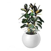 Al Qasr Ficus Elastica GS30 Al Qasr Ficus Elastica GS30