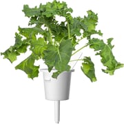 Click and Grow Green Kale 3 Pack Click and Grow Green Kale 3 Pack