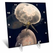 3Drose Dc_88456_1 Moon Jelly Fish, Monterey Bay Aquarium, California-Us05 Jgs0131-Jim Goldstein-Desk Clock, 6 By 6-Inch 3Drose Dc_88456_1 Moon Jelly Fish, Monterey Bay Aquarium, California-Us05 Jgs0131-Jim Goldstein-Desk Clock, 6 By 6-Inch