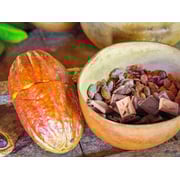 Taitau Exclusive Selection - 62% Dark Chocolate Premium Quality From Ghanian, Arriba & Grenada Cocoa Beans, 50 Gr Taitau Exclusive Selection - 62% Dark Chocolate Premium Quality From Ghanian, Arriba & Grenada Cocoa Beans, 50 Gr