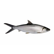 Marine Milk Fish / Poomeen (small) - Whole Cleaned 500g Marine Milk Fish / Poomeen (small) - Whole Cleaned 500g