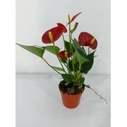 Anthurium Diamond Red - Fresh Indoor Plants