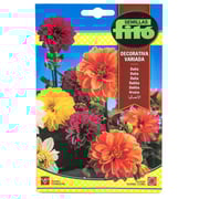 Fito Dahlia Decorative Mix Flower Seeds Fito Dahlia Decorative Mix Flower Seeds