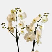White Phalaenopsis Plant - Live Orchid Plant In A Glass Vase By Flora D'lite